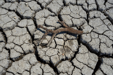 dry and cracked floor of dry river of the big caldera in the city of Barreiro with tree trunkの写真素材