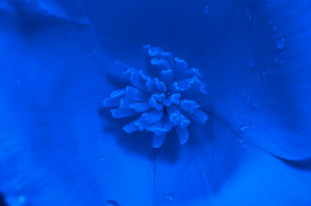 Close-up of a blue flower petals with water drops.の写真素材