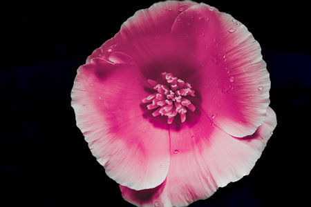 close up of pink poppy flower with water drops on black background.の写真素材