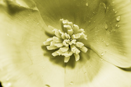 close up of yellow tulip with water drops, monochrome