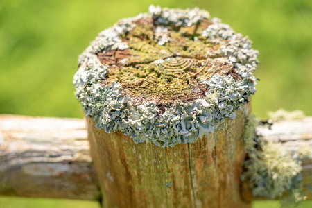 Moss on a wooden fence, close-up, selective focusの写真素材