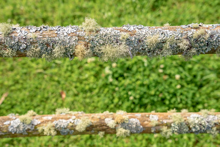 Wooden fence with lichen and moss on the background of green grassの写真素材