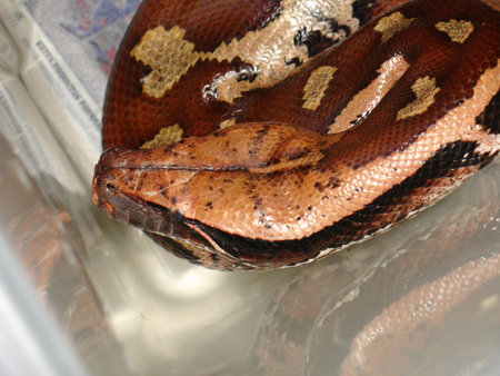 Close up of a boa constrictor snake in a box