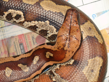 Reticulated python (Python reticulatus) on newspaper