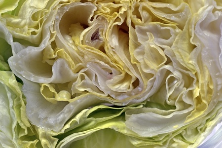 iceberg lettuceの写真素材