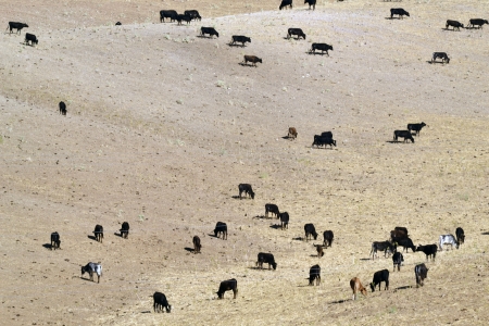 Cows in groupの写真素材