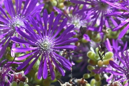 Flores de Mayoの写真素材