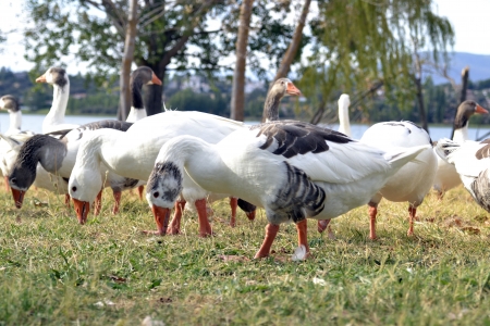 Geese eatingの写真素材
