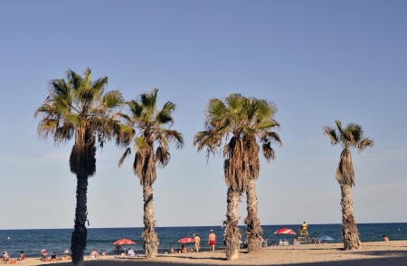 Palms on the beachの写真素材