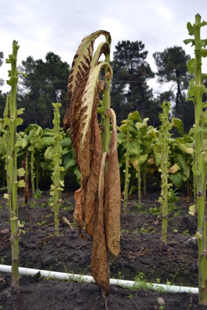 Snuff, dry plantの写真素材