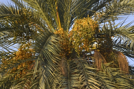 Palm tree with datesの写真素材