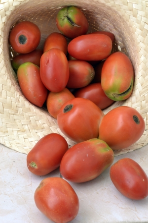 Tomatoes from the gardenの写真素材