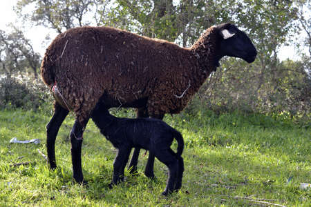 Lamb with his motherの写真素材