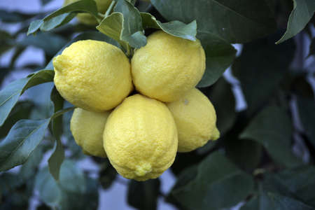 Lemons on branchの写真素材