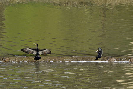 Cormorants, birdsの写真素材