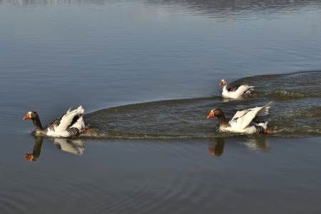 Geese swimmingの写真素材