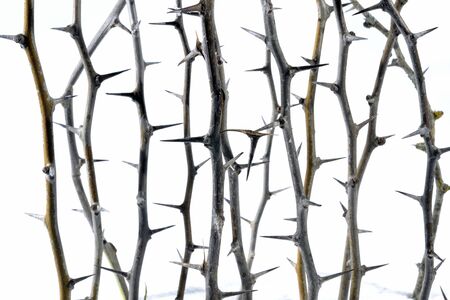 Branches of thornsの写真素材