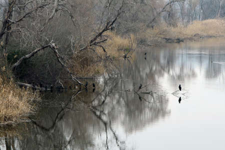 Cormorants perchedの写真素材