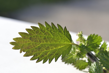 Nettle leaf