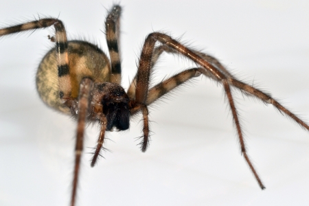 Spider Faceの写真素材