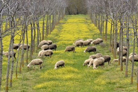 Sheep grazing in the meadowの写真素材