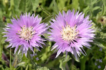 Thistles blossomedの写真素材