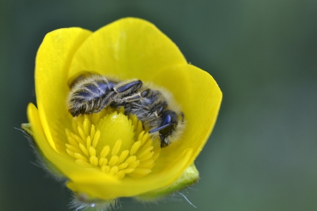 Insect on flowerの写真素材