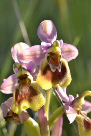 Wild Orchidsの写真素材