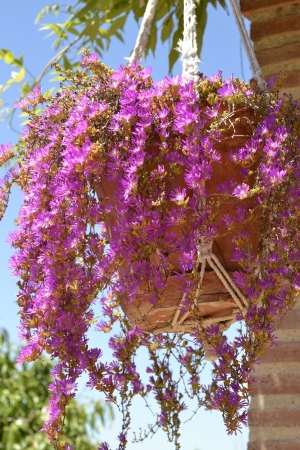 Maceta de floresの写真素材