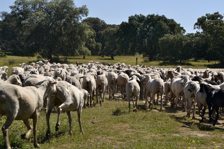Sheep grazeの写真素材