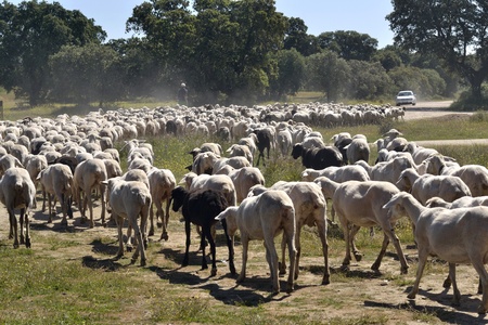 Sheep on the roadの写真素材