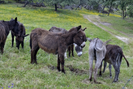 Little donkeysの写真素材
