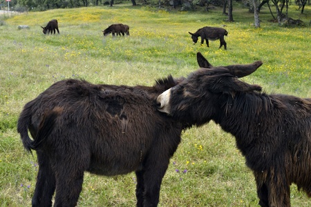 Donkeys in the grassの写真素材