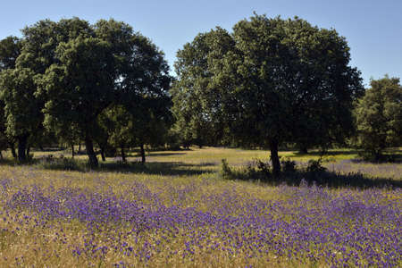 Fields of oaksの写真素材