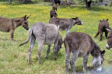 Family donkeysの写真素材