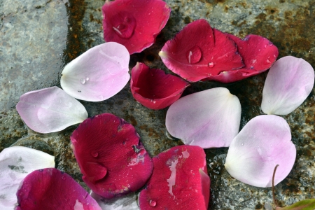Petals on the floorの写真素材