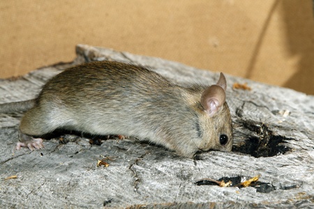 Rat looking into the hollowの写真素材