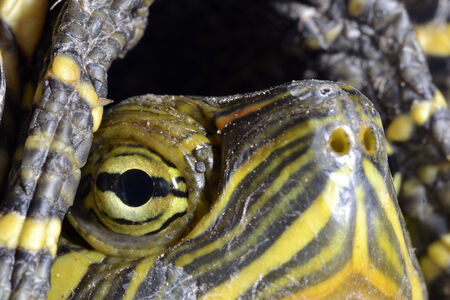 Eye of turtleの写真素材