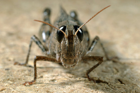 Grasshopper Faceの写真素材
