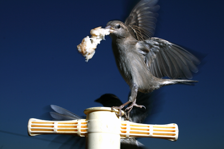 A beak fullの写真素材