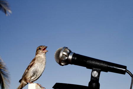Singin 'in the sunの写真素材