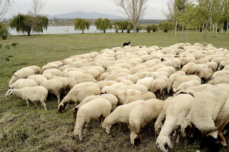 Sheep in the reservoirの写真素材