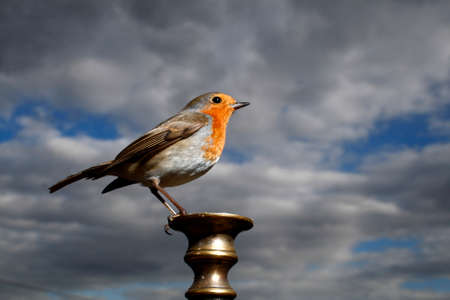 Robin between cloudsの写真素材