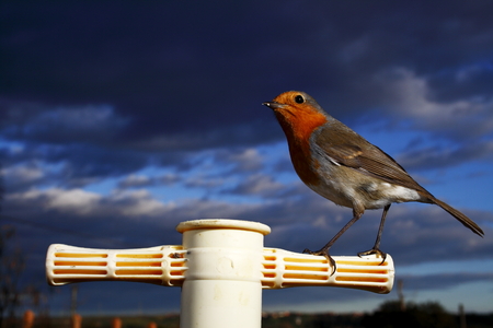 Robin perchedの写真素材