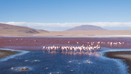 Group of flamingos feeding themselves in the pink lagoon of the Andean mountains in Boliviaの写真素材