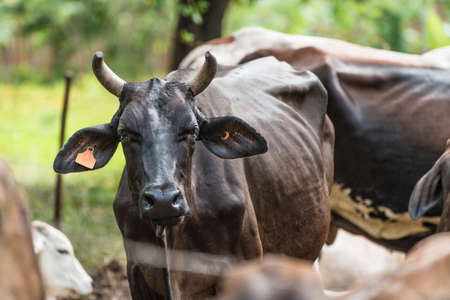 Close up of a slim brown cattle on a farm surrounded by green starring at the cameraの写真素材