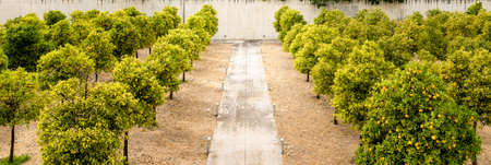 High angle view of symmetrical garden square with orange trees and concrete wallsの写真素材