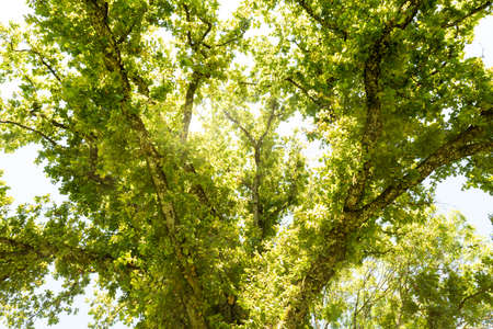 Tree with lush green foliage in sunlight