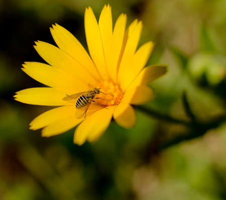 A close-up photography of beautiful flower, spring timeの写真素材