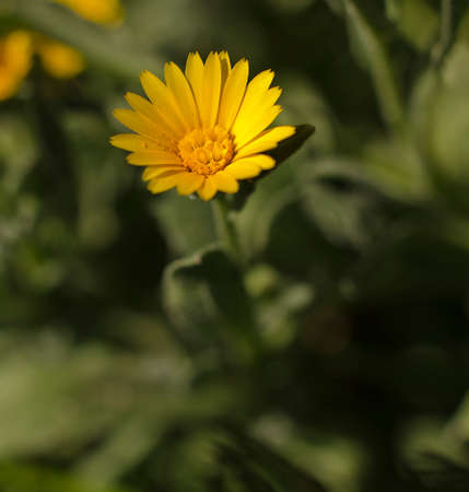 A close-up photography of beautiful flower, spring timeの写真素材